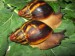 archachatina marginata egregia
